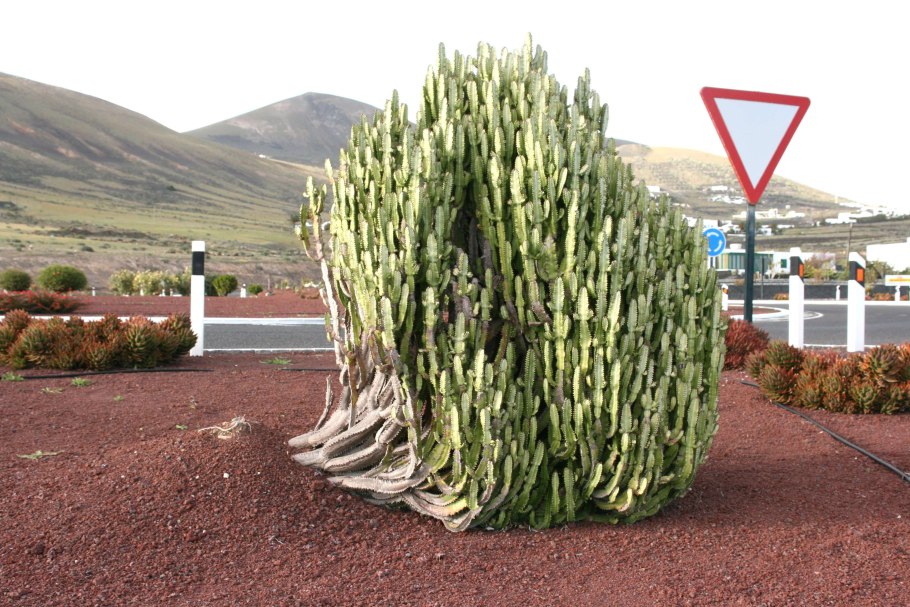 Кактус молочай трехгранный