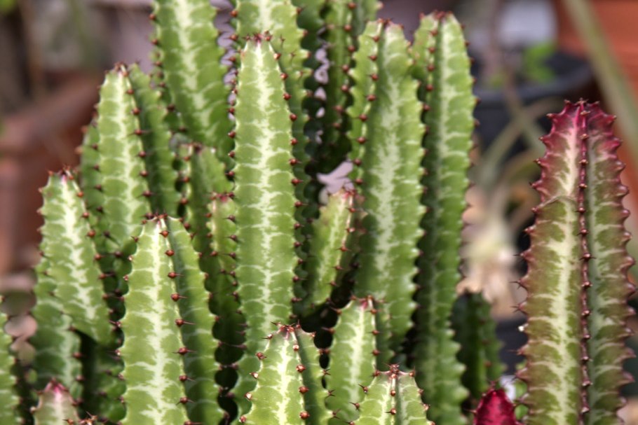 Молочай цереусовидный