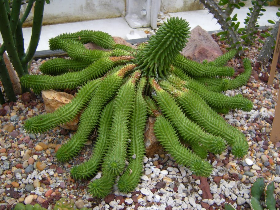 Euphorbia suzannae кактус