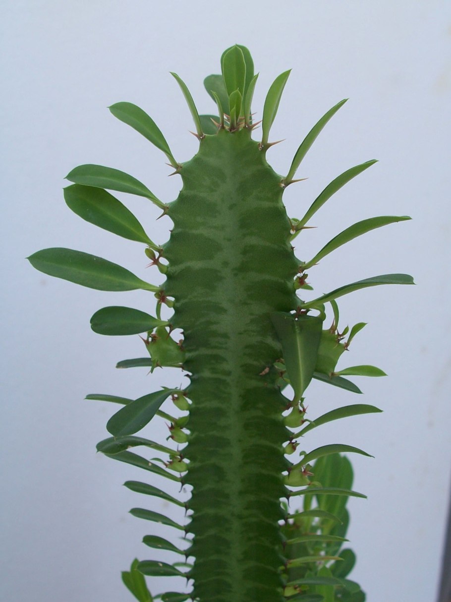 Молочай гребенчатый