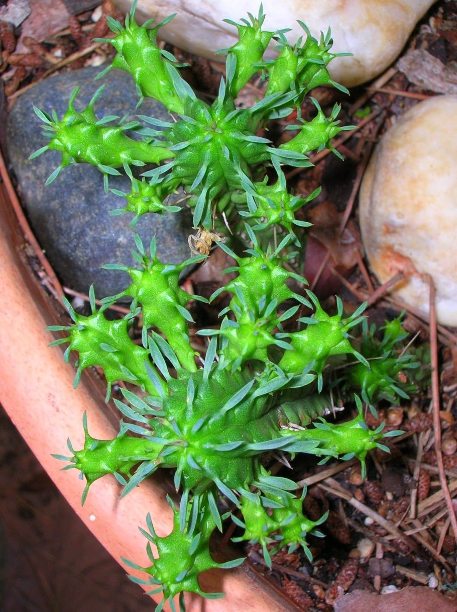 Euphorbia acrurensis