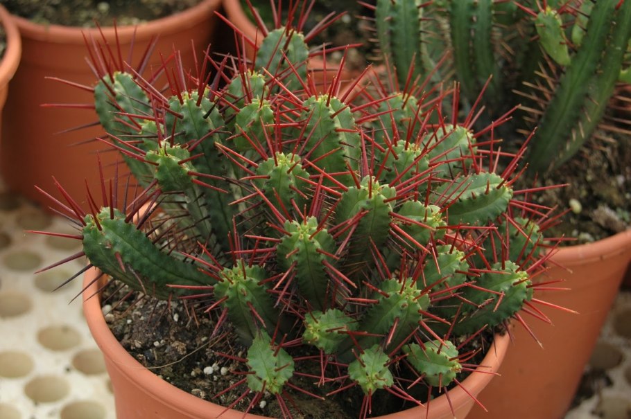 Молочай камерунский