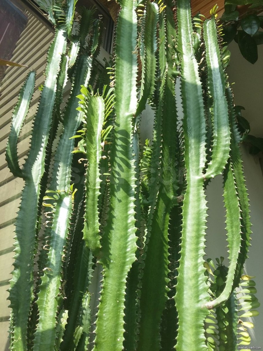 Молочай Канарский