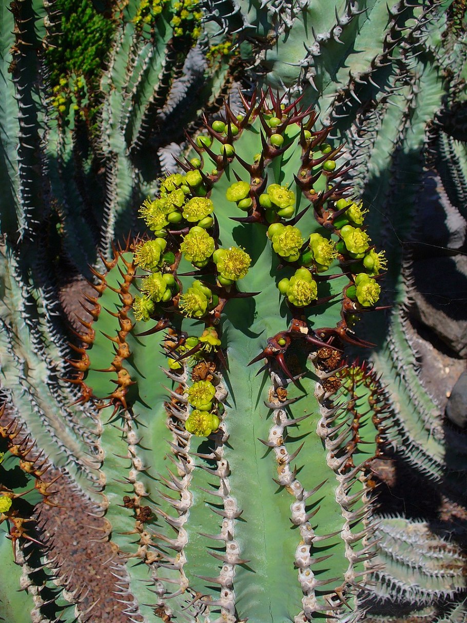 Молочай Euphorbia enopla