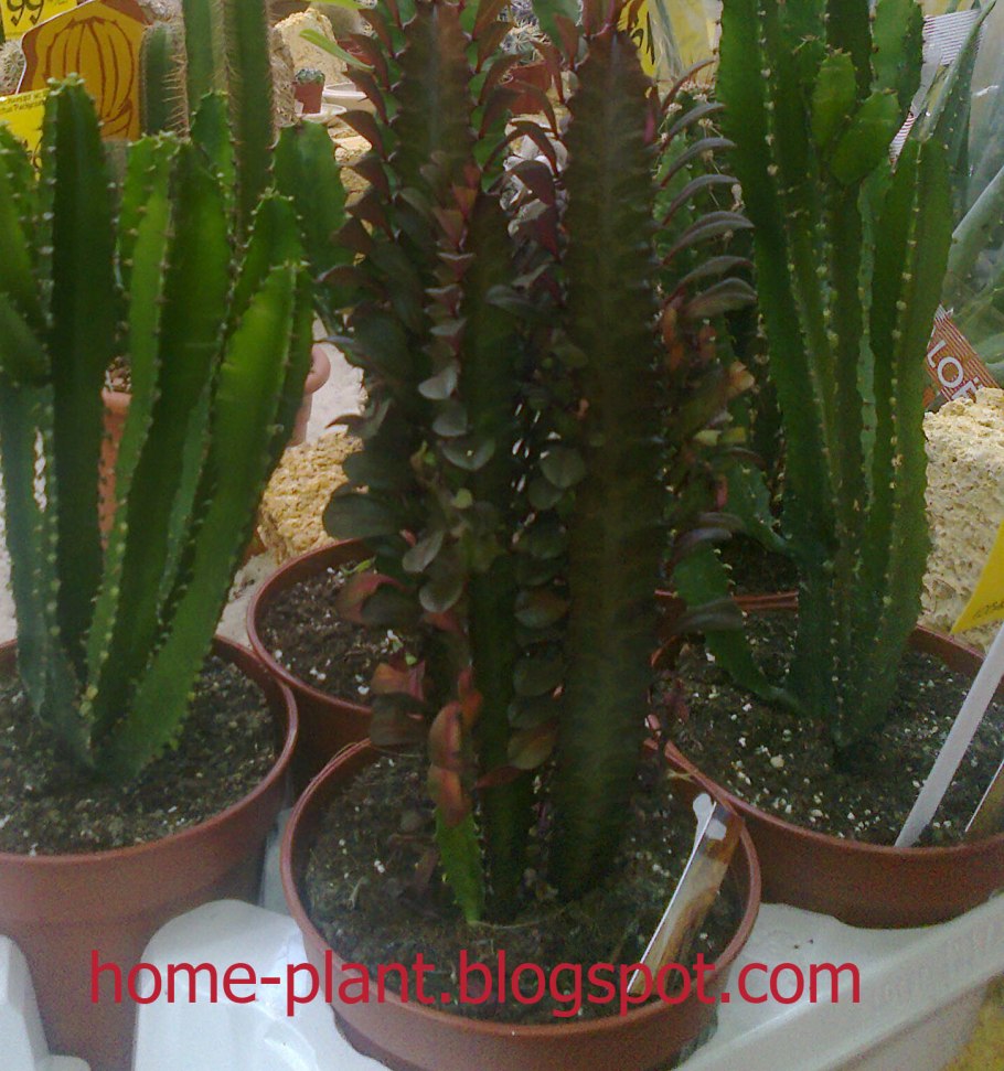 Молочай Канарский