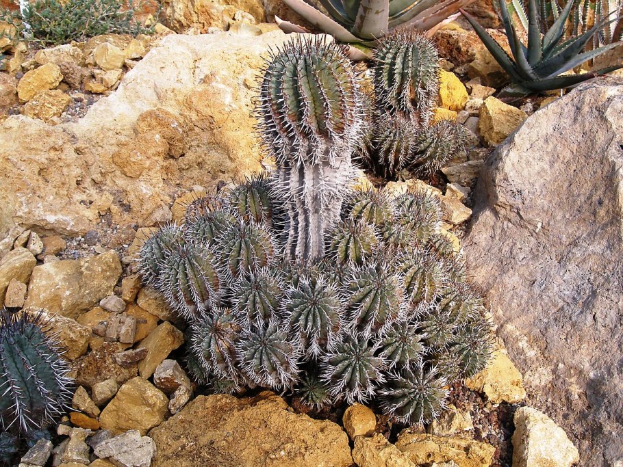 Молочай трехгранный