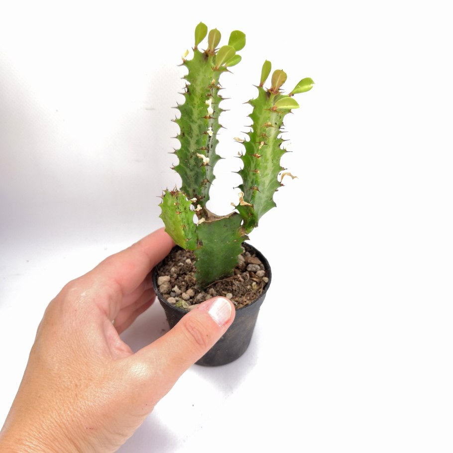Euphorbia pseudocactus