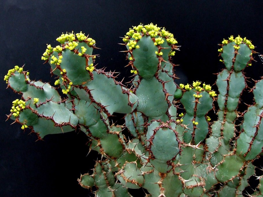 Эуфорбия кристата