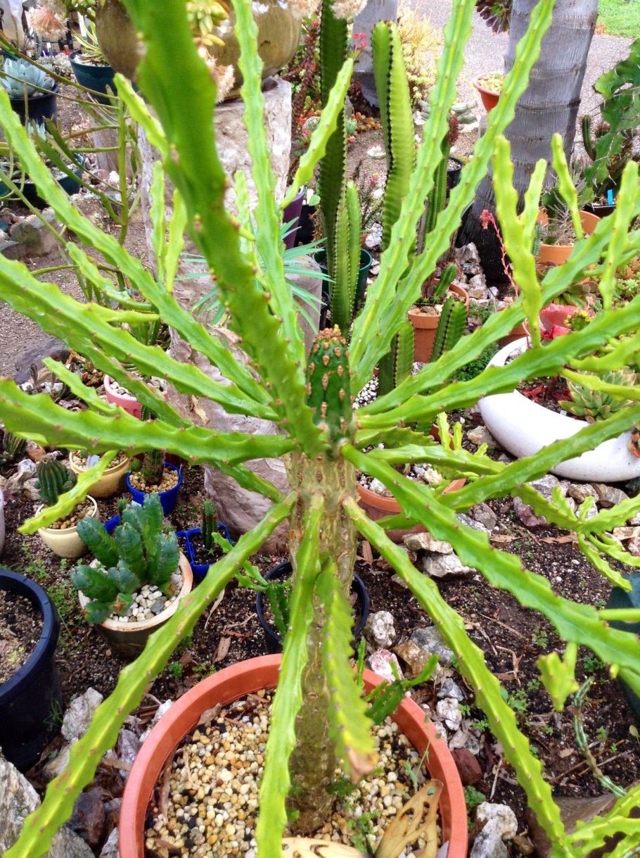 Эуфорбия молочай