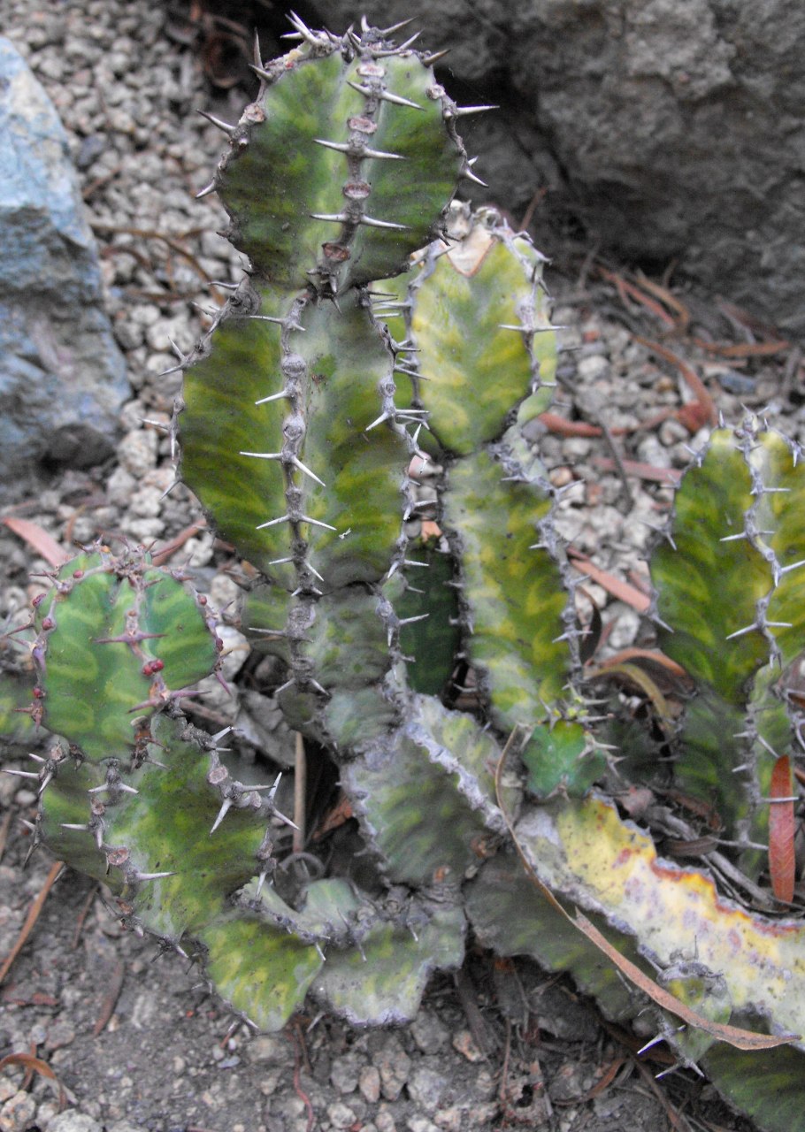 Euphorbia pseudocactus
