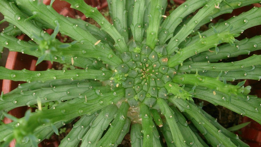 Эуфорбия «canariensis»