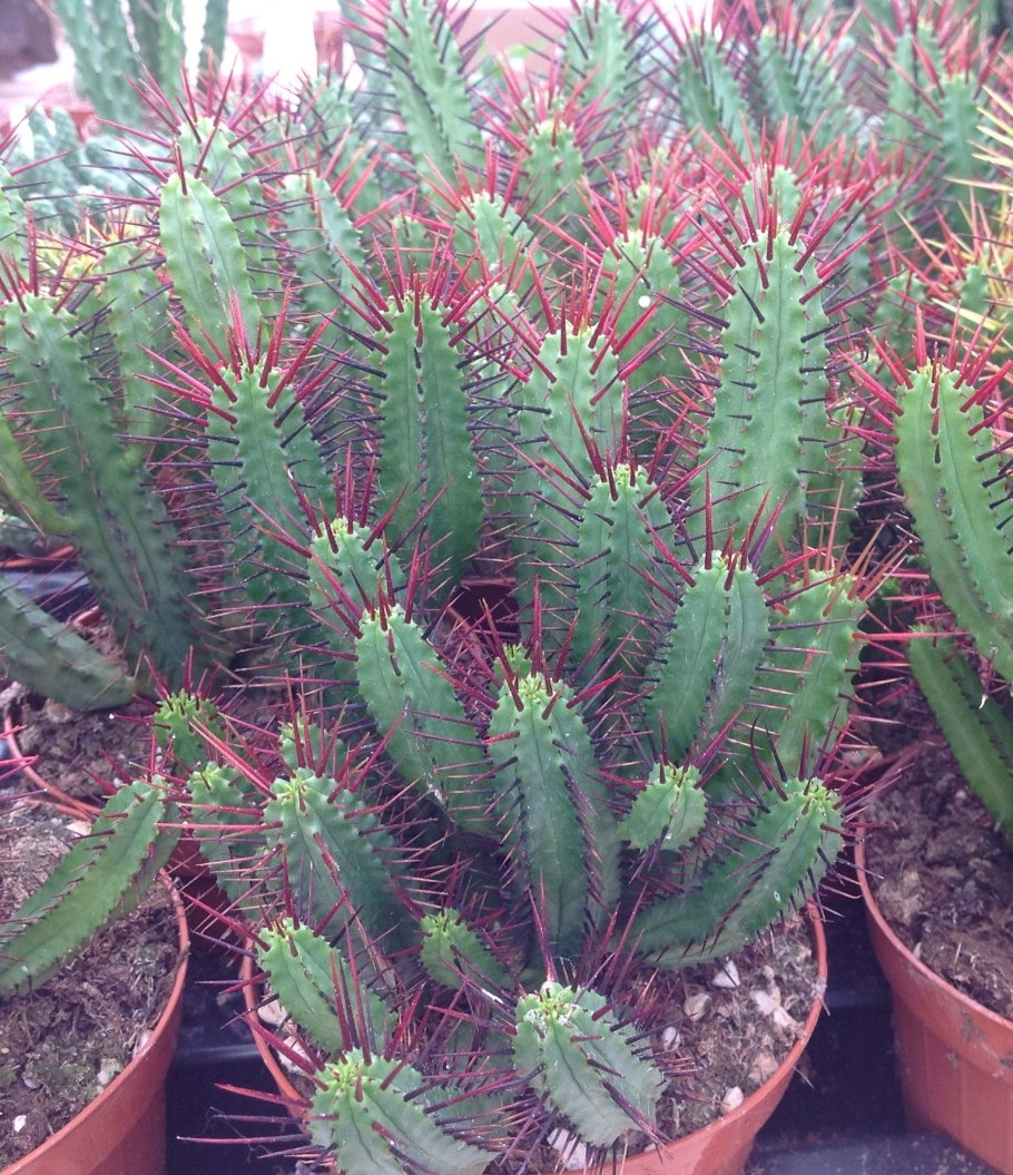 Молочай треугольный (Euphorbia Trigona)
