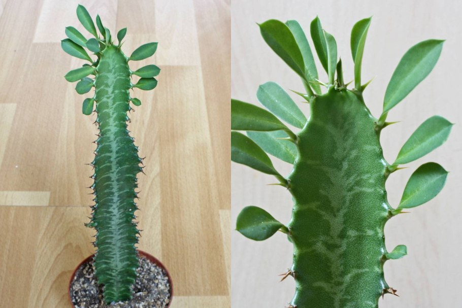 Молочай смолоносный Euphorbia resinifera