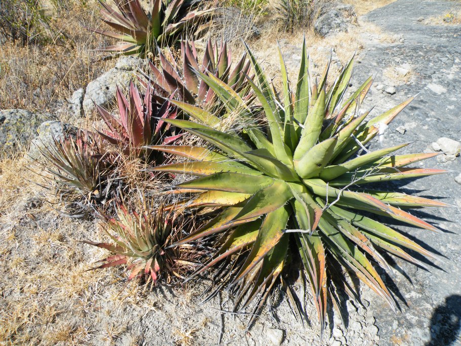 Суккулент Агава потаторум