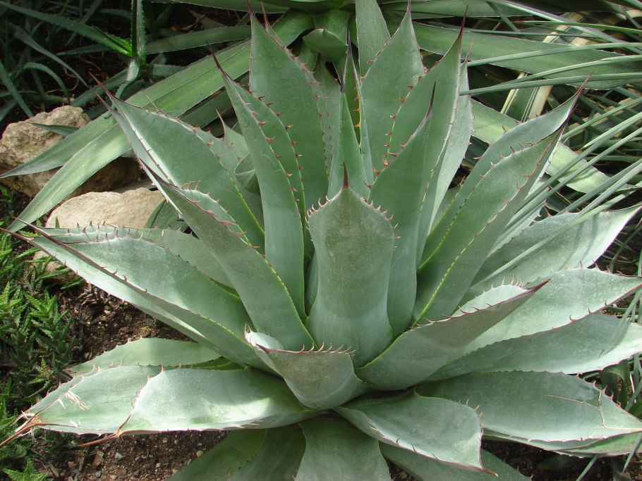 Агава пьяниц, или Агава потаторум