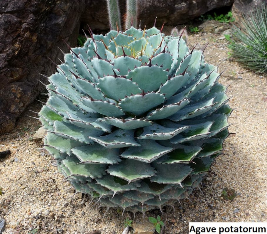 Агава потаторум (Agave potatorum)