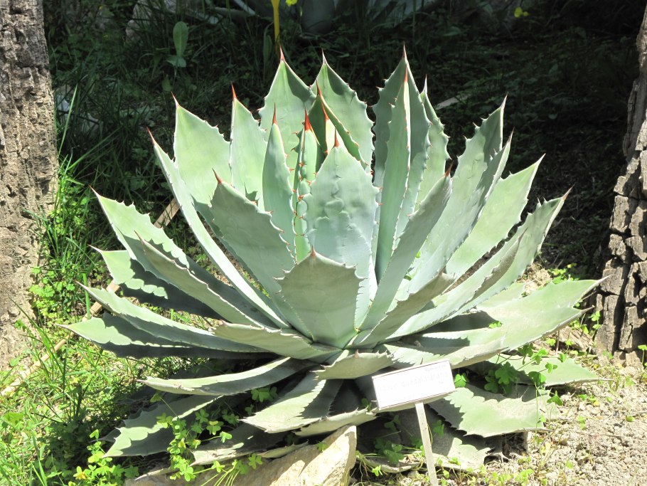 Agave 'leopoldii'