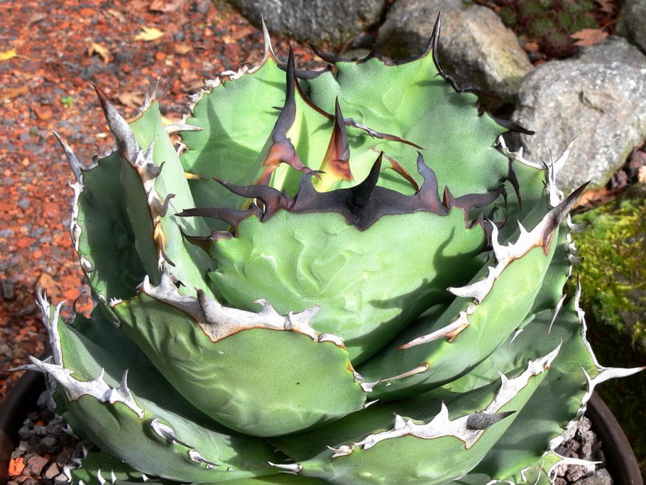 Агава Вильморена