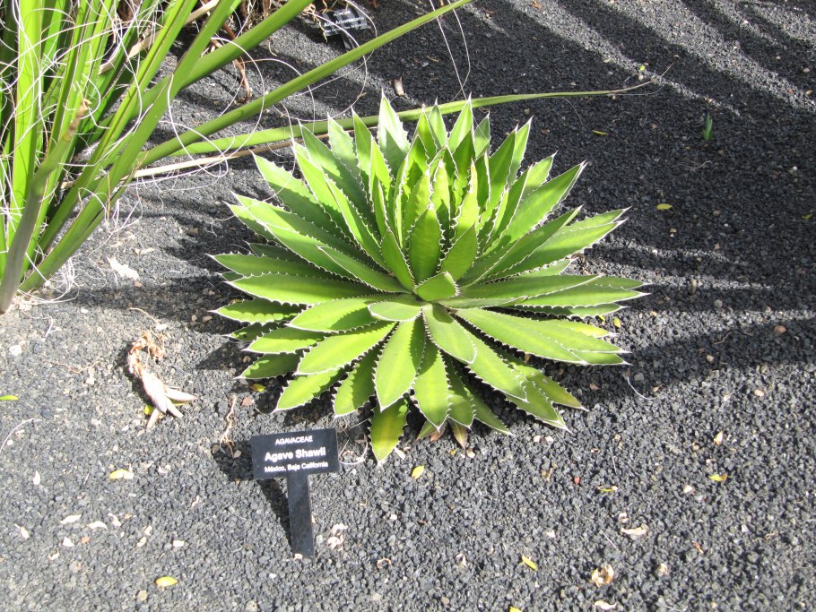 Agave parryi var
