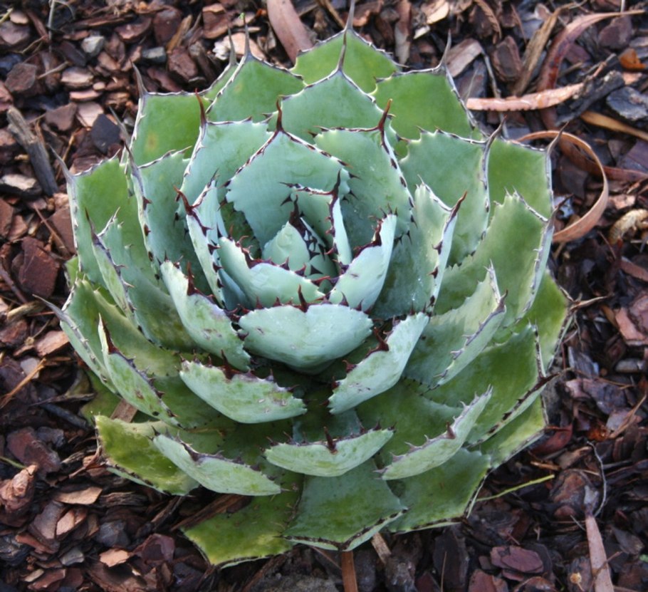 Agave potatorum Kichiokan