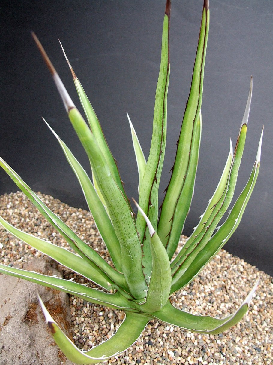 Голубая Агава цветок