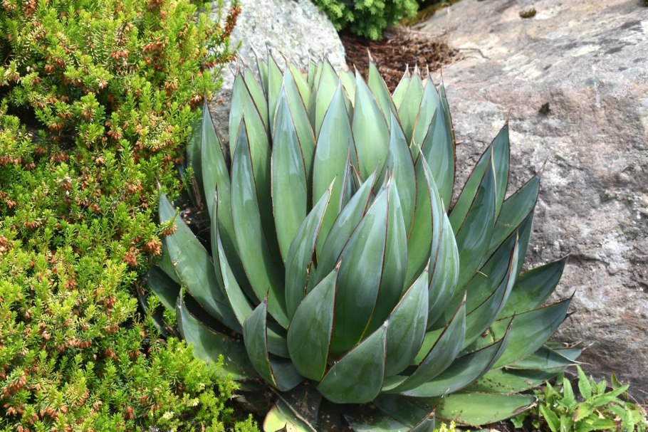 Агава керчовей