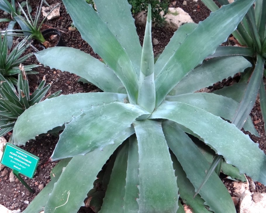 Агава керчовей (Agave kerchovei)