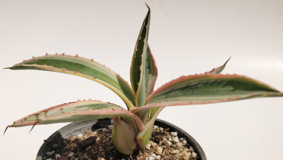 Агава Americana striata