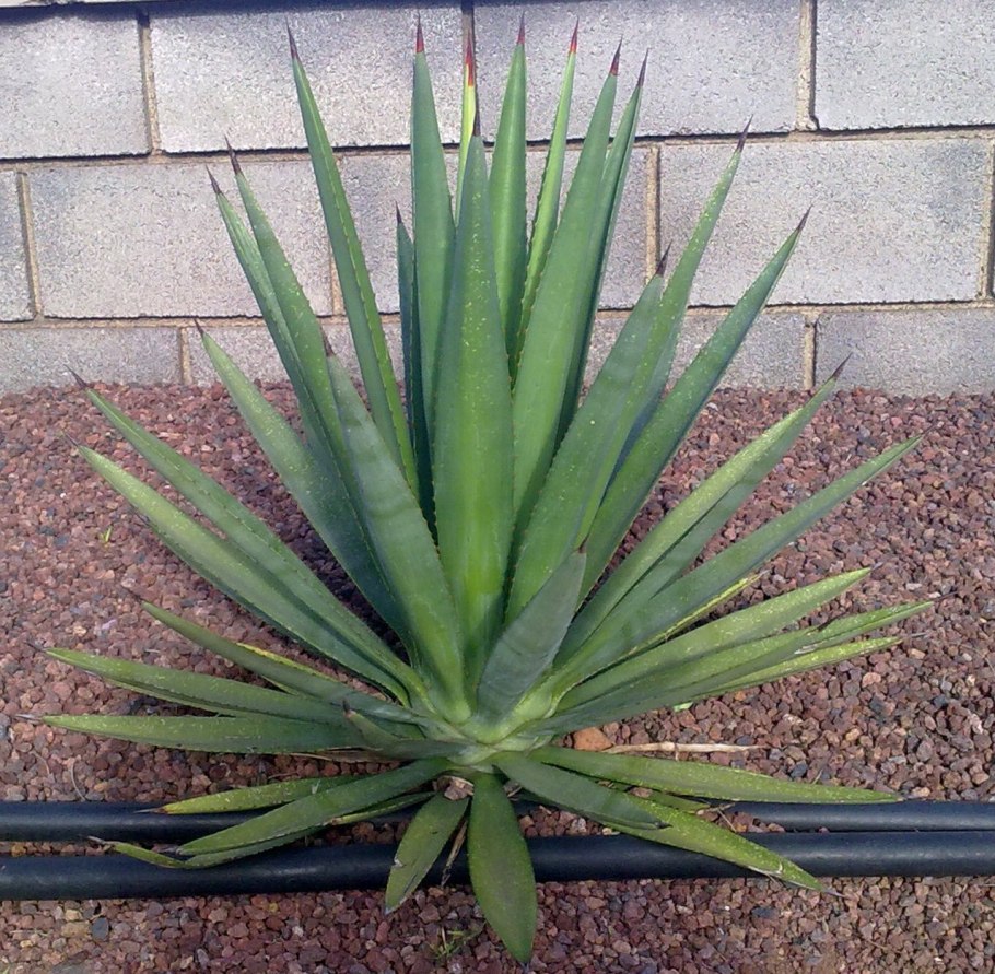 Кавказская Агава