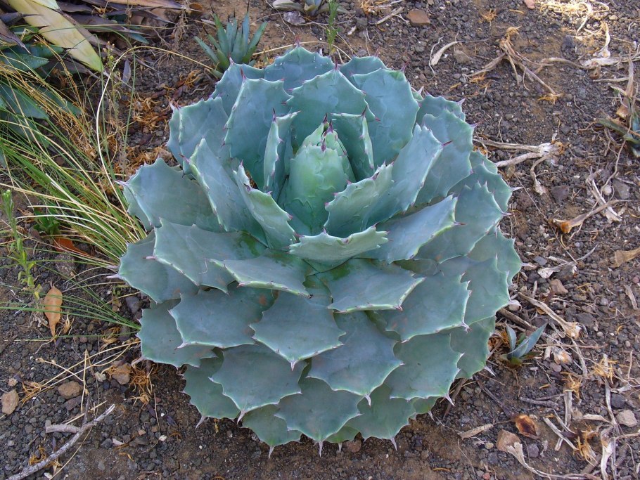 Blazing Agave