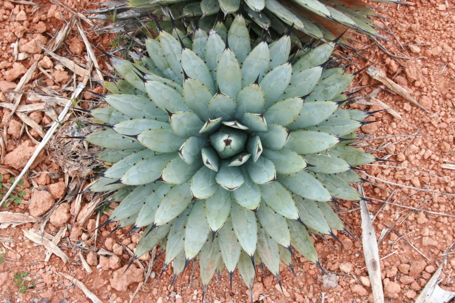 Агава потаторум Кишокан