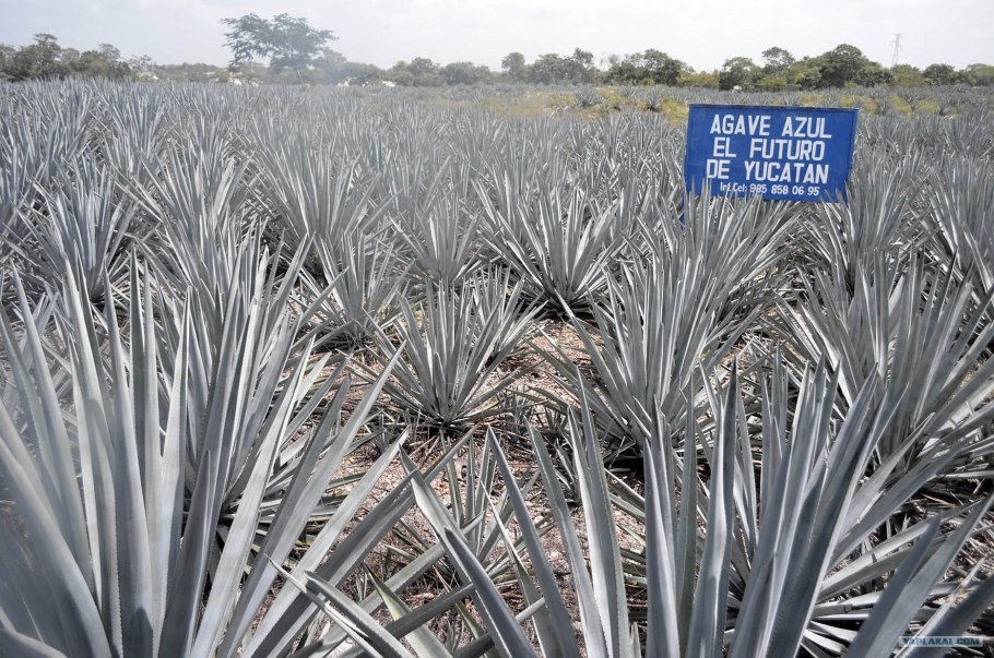 Agave potatorum Aurea