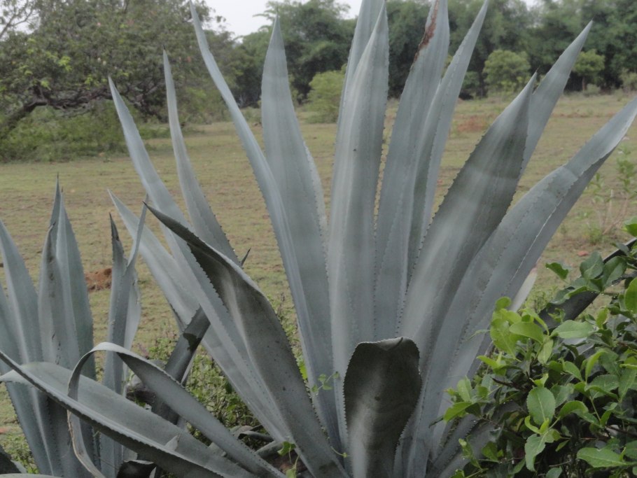 Мескаль с волком