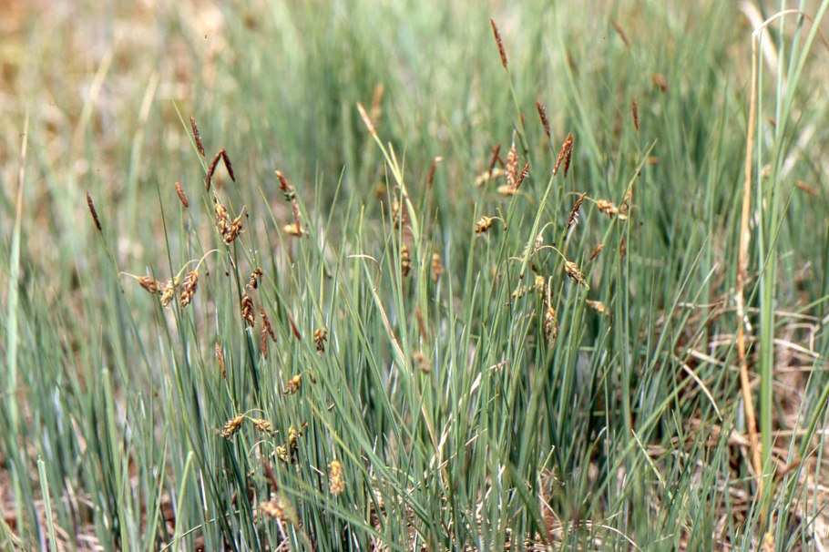 Осока Бьюкенена Carex buchananii