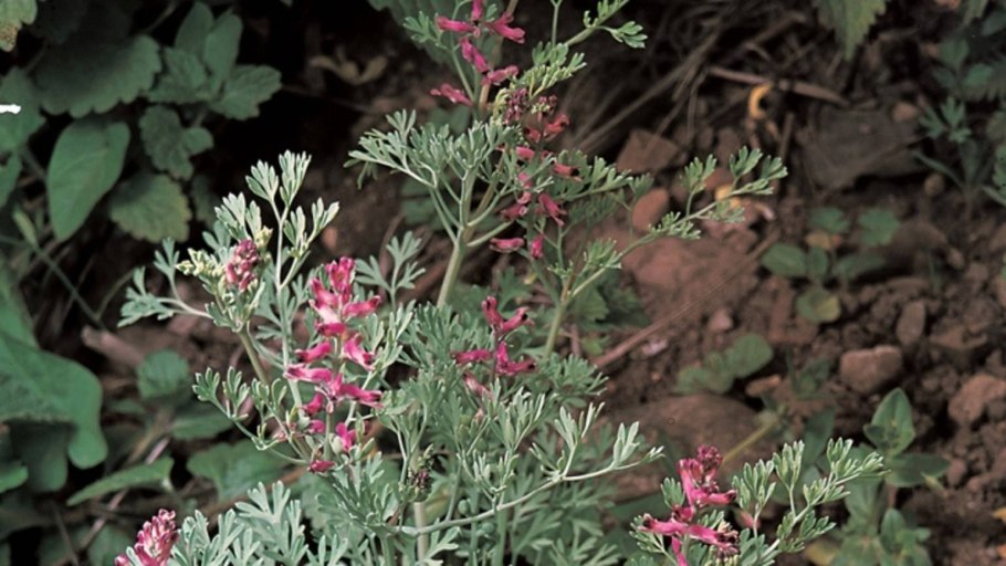 Дымянка лекарственная fumária officinális