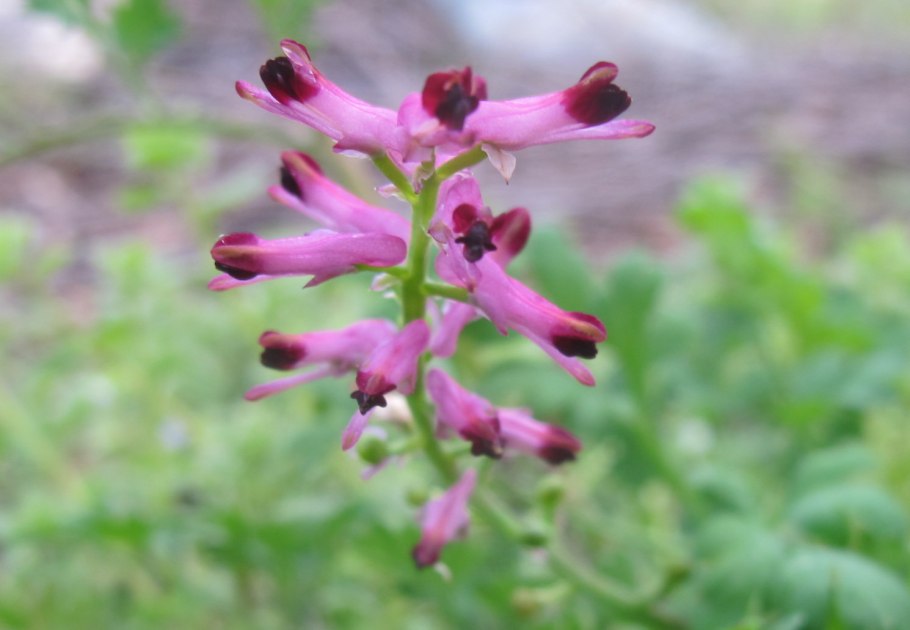 Дымянка аптечная (fumaria officinalis)