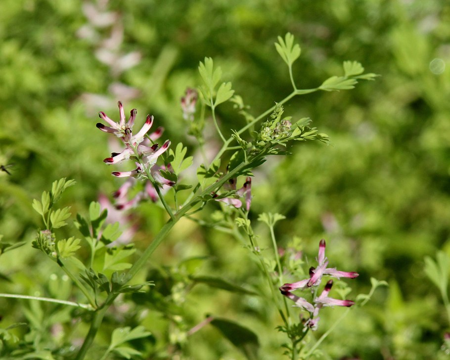 Целебный дым растений