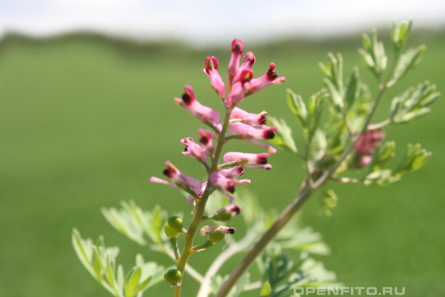 Дымянка аптечная