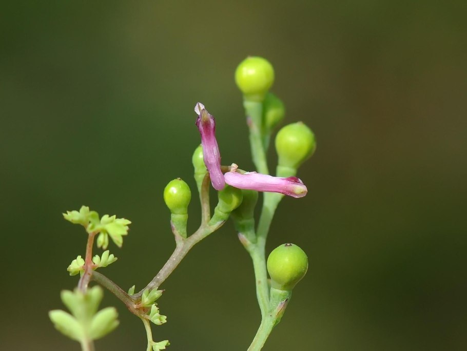 Дымянка трава