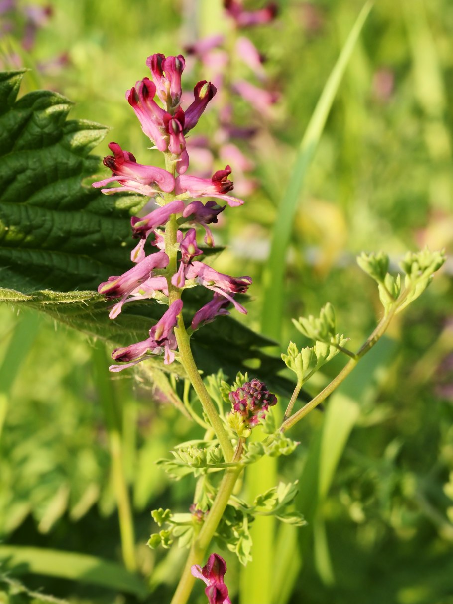 Дымянка Козья