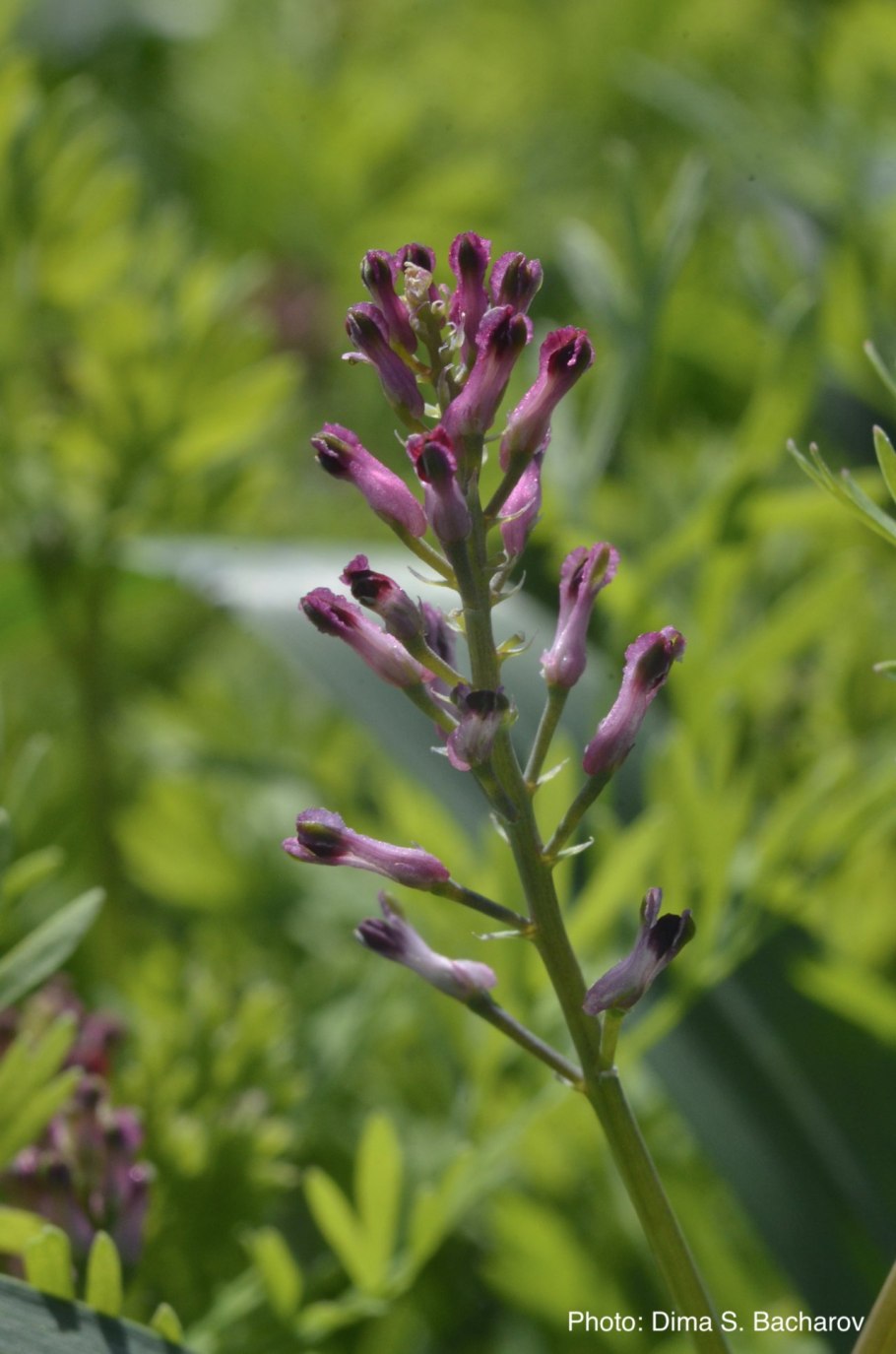 Дымянка лекарственная fumaria officinalis