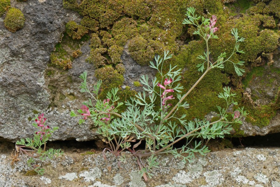 Дымянка аптечная сорняк