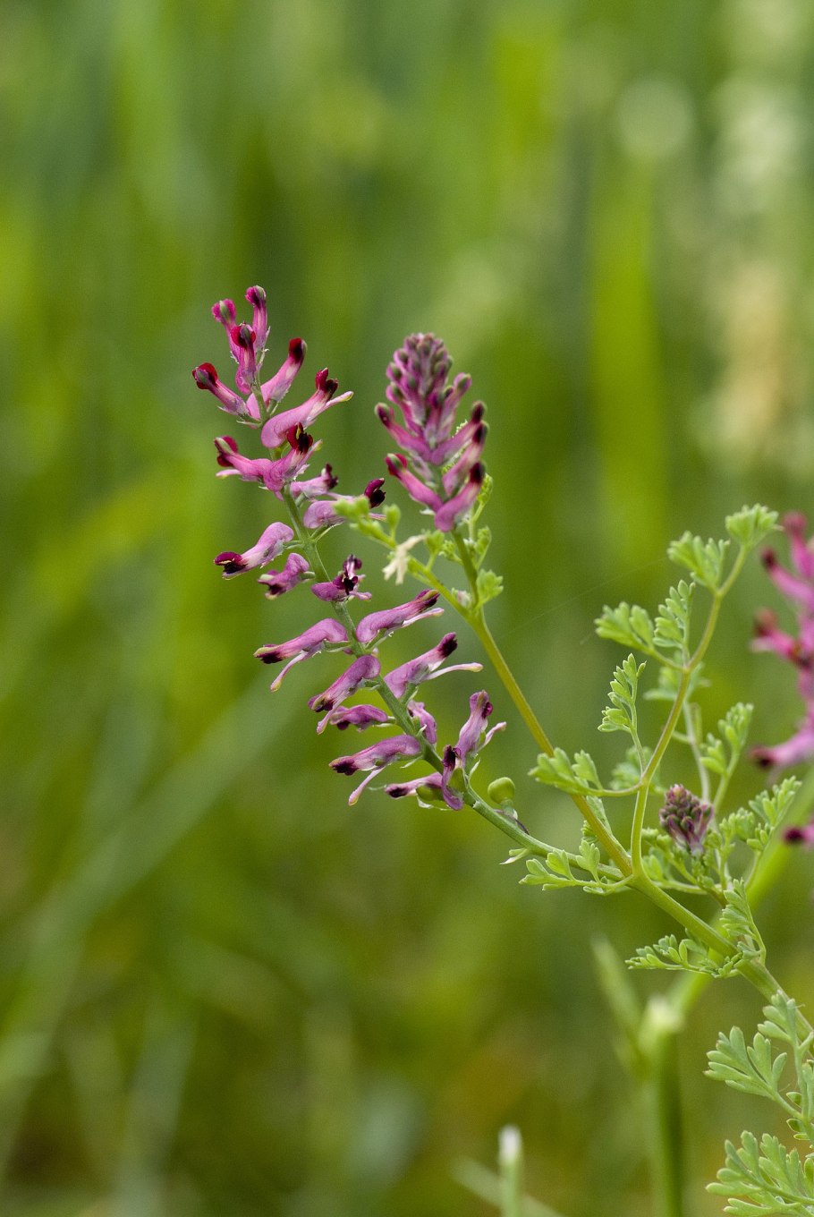 Fumaria officinalis
