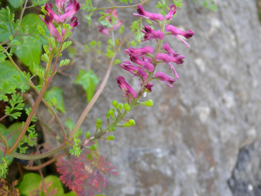 Трава Дикая рута