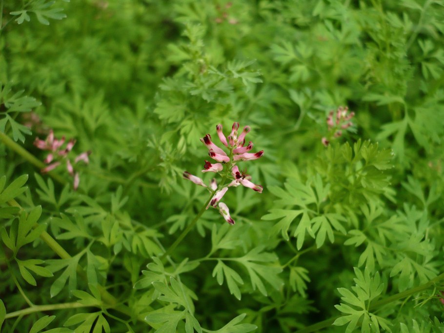 Дымянка аптечная fumaria officinalis