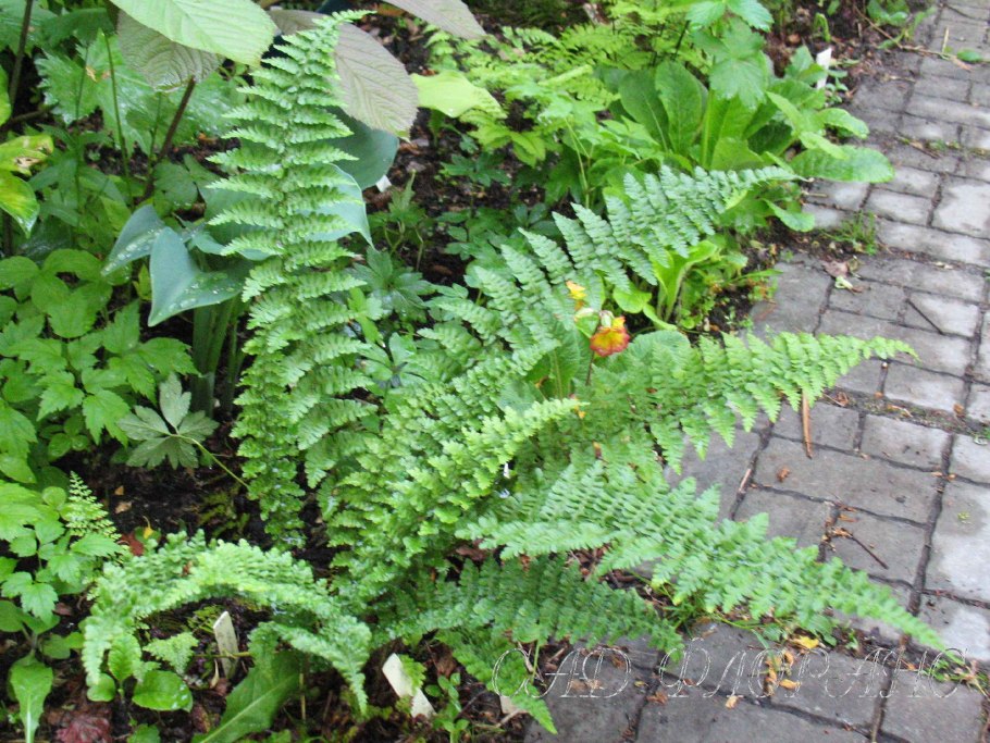 Щитовник(dryopteris) crispa