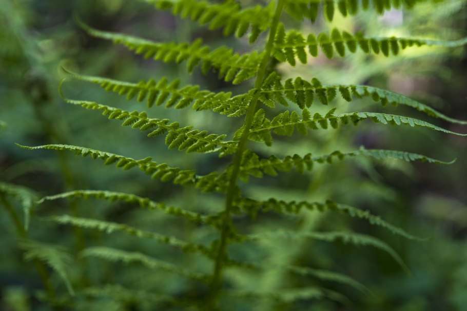 Dryopteris erythrosora