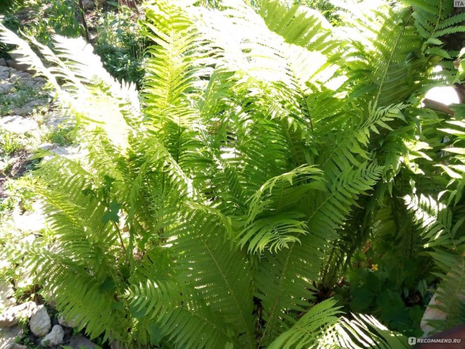 Athyrium spicatum варенс