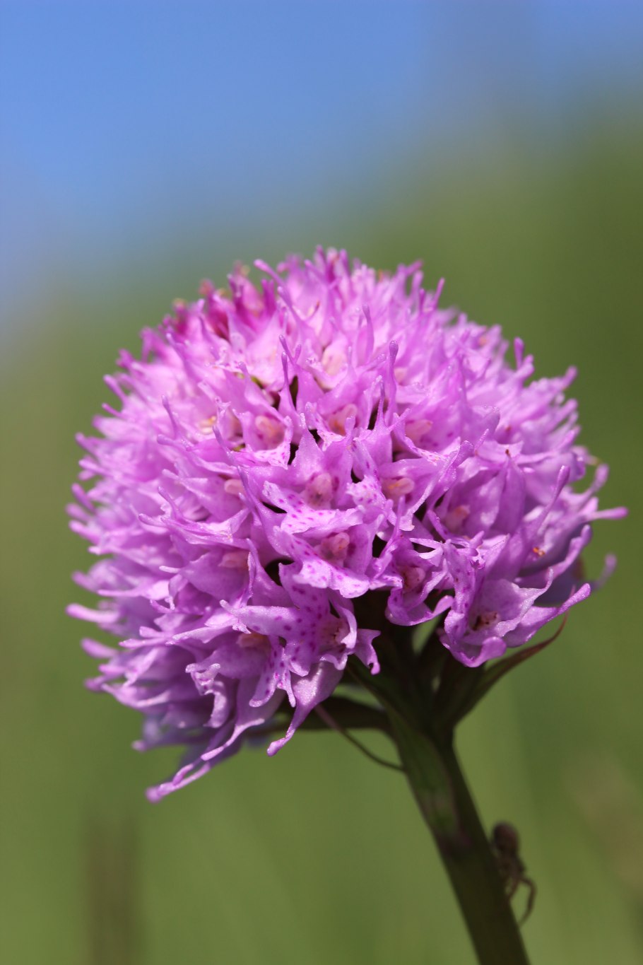 Jacquiniella globosa