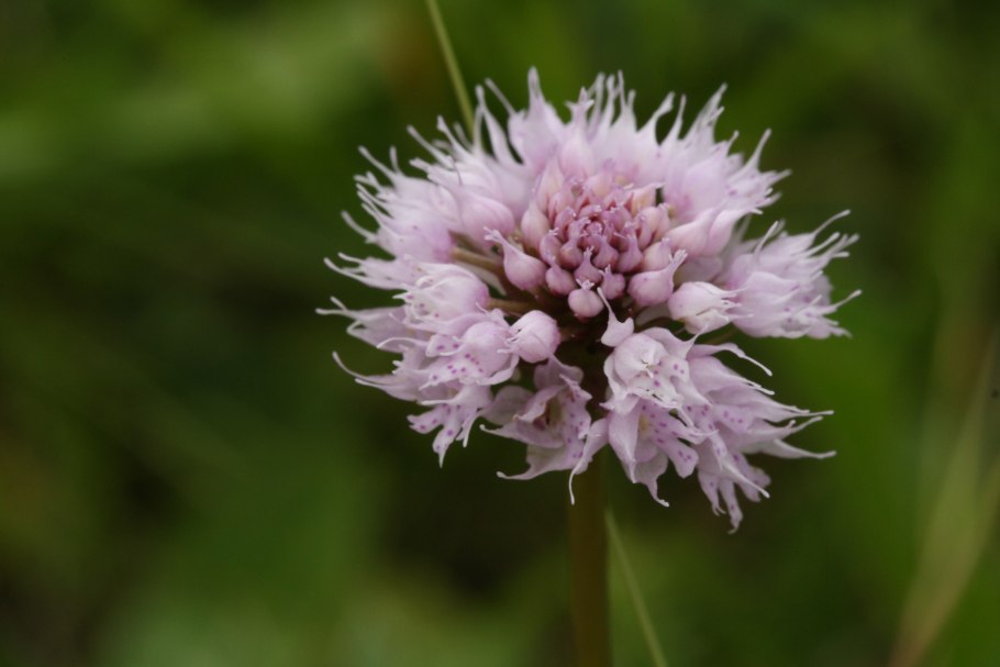 Traunsteinera sphaerica